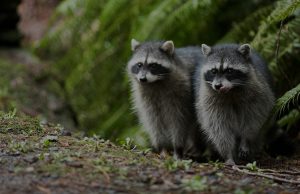 How To Hire A Reputed Wildlife Removal Agency