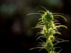How to Kill Weeds in a Newly Seeded Lawn?