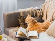 How to Keep a Clean House with Cats