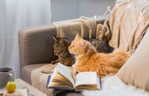 How to Keep a Clean House with Cats