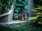 Top Reasons to Hire Raccoon Removal Professionals in San Antonio