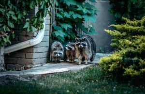 Top Reasons to Hire Raccoon Removal Professionals in San Antonio