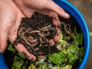 Busting 4 Myths About Composting with Worms