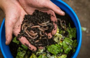 Busting 4 Myths About Composting with Worms