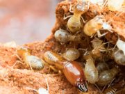 7 Effective Ways To Get Rid Of Termites Naturally! 7 Effective Ways To Get Rid Of Termites Naturally