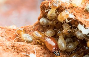 7 Effective Ways To Get Rid Of Termites Naturally! 7 Effective Ways To Get Rid Of Termites Naturally