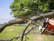 The Reasons You Must Consider For Tree Removal From Your Property
