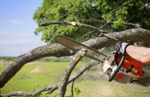 The Reasons You Must Consider For Tree Removal From Your Property