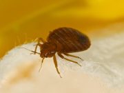 Everything You Need To Know About Bed Bugs