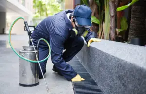 Why You Should Hire Pest Control Company