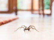 How To Prevent Spider Infestations In Your Home?