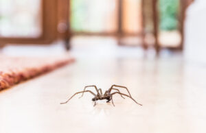 How To Prevent Spider Infestations In Your Home?
