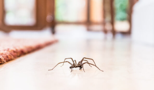 How To Prevent Spider Infestations In Your Home