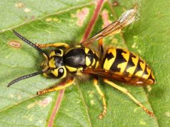 Safe and Effective Yellow Jacket Removal: What Homeowners Need to Know