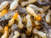 Dealing with Subterranean Termites in Eagle: Quick Facts for Homeowners