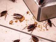 Eliminating Roaches Permanently in Horizon West: A Comprehensive Guide