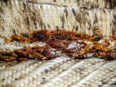 Learn About Common Pest Infestation Causes in Rockwall