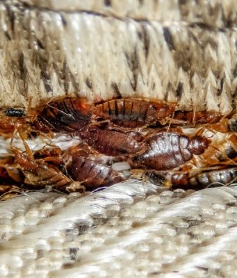 Learn About Common Pest Infestation Causes in Rockwall