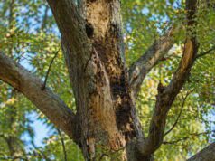 Common Tree Diseases Tree Restoration Can Help Manage