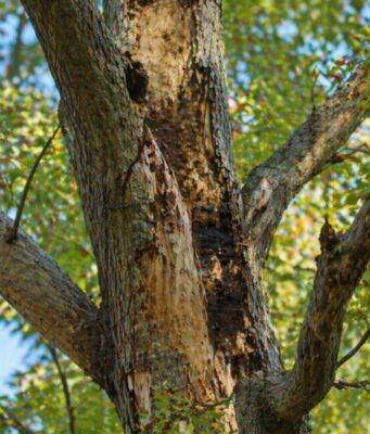 Common Tree Diseases Tree Restoration Can Help Manage