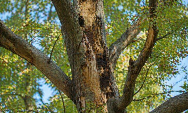 common_tree_diseases_tree_restoration_can_help_man_32509147_featured