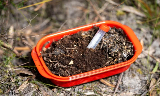 what_happens_when_termite_bait_stations_are_distur_32584347_featured.webp
